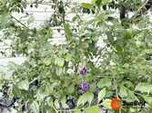 Listing Photo 24